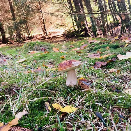 Le Perchoir Du Grand Valtin - 9 Personnes - Altitude 830 Apartment *