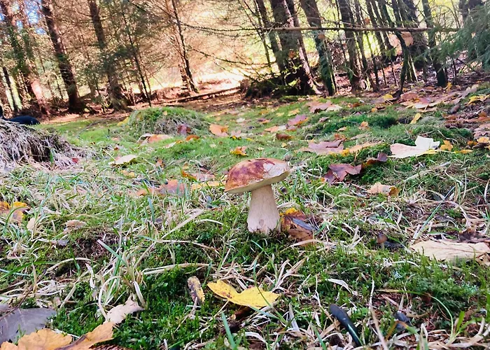 Le Perchoir Du Grand Valtin - 9 Personnes - Altitude 830 Apartmán *